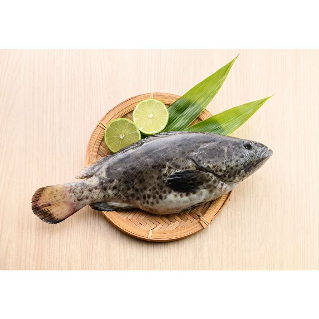 產銷履歷青斑石斑魚600-700g/尾