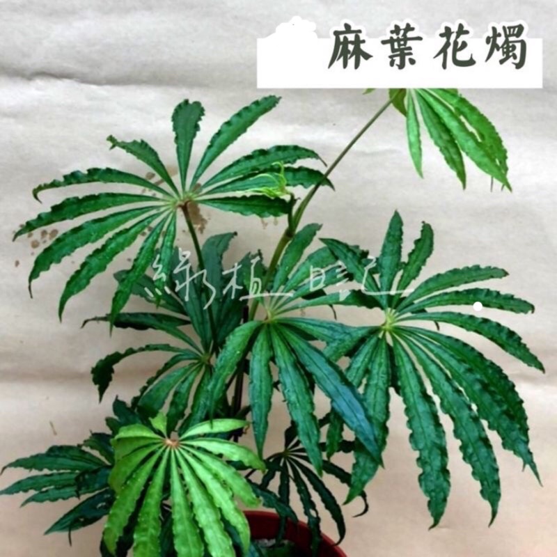 | 綠植日記 | 麻葉花燭/鵝掌花燭/Anthurium polyschistum/觀葉植物/3吋
