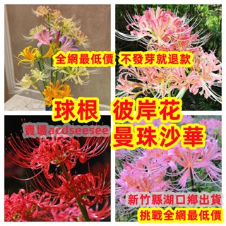 彼岸花種球曼珠沙華球根盆栽石蒜花四季開花室外陽臺庭院易活觀賞花卉 新竹縣湖口鄉出貨3 5天送達 蝦皮購物