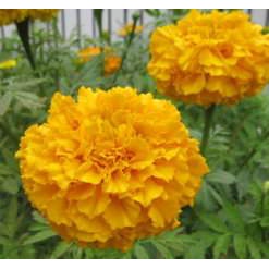 現貨-萬壽菊種子 African Marigold-約60粒【花園城堡】