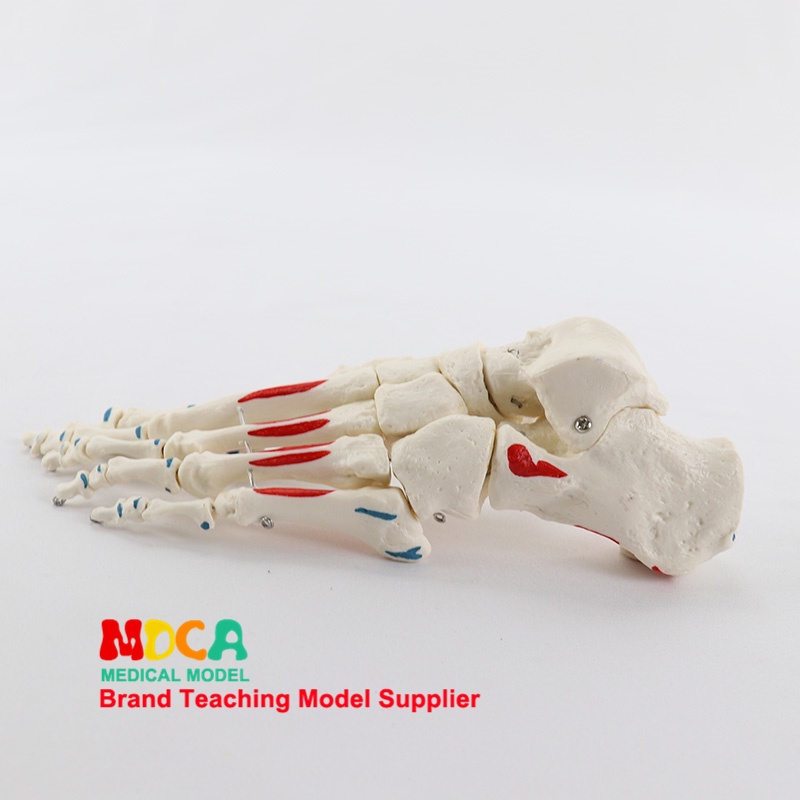 1比1大窄管骨模型肌肉起止點標識腳骨踝關節骨頭解剖模型人體骨骼腳趾教學用具