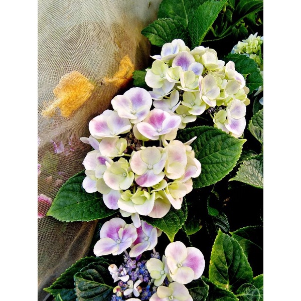 6吋盆 ［白框 藍紫色蒙娜麗莎繡球花  新品種繡球花盆栽］季節限定，不是隨時都有!  購買前先確認是否還有！！！