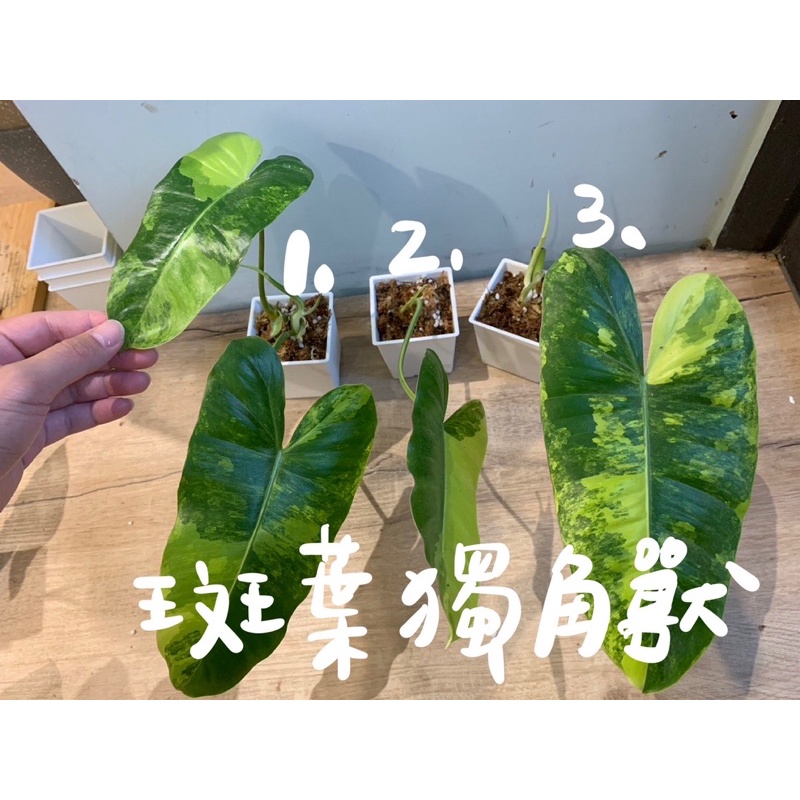 觀葉植物/斑葉獨角獸