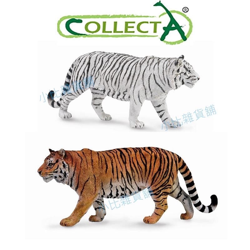 CollectA英國高擬真動物模型 東北虎 東北白老虎