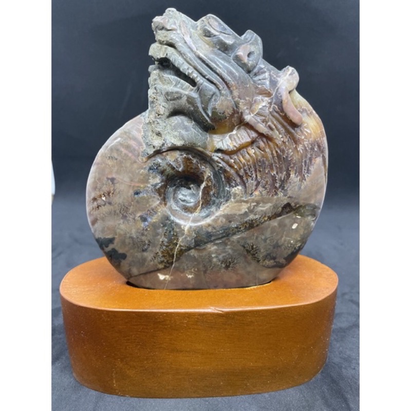 D7581鸚鵡螺化石－斑彩螺（Ammolite）紅光 玉化透光 雕刻龍 送專屬訂製木座