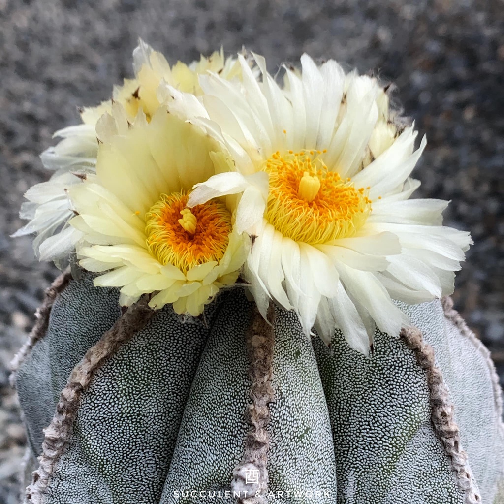 〔酉5pm〕恩塚鸞鳳玉 Astrophytum myriostigma / 種子 / 仙人掌 / 塊根植物