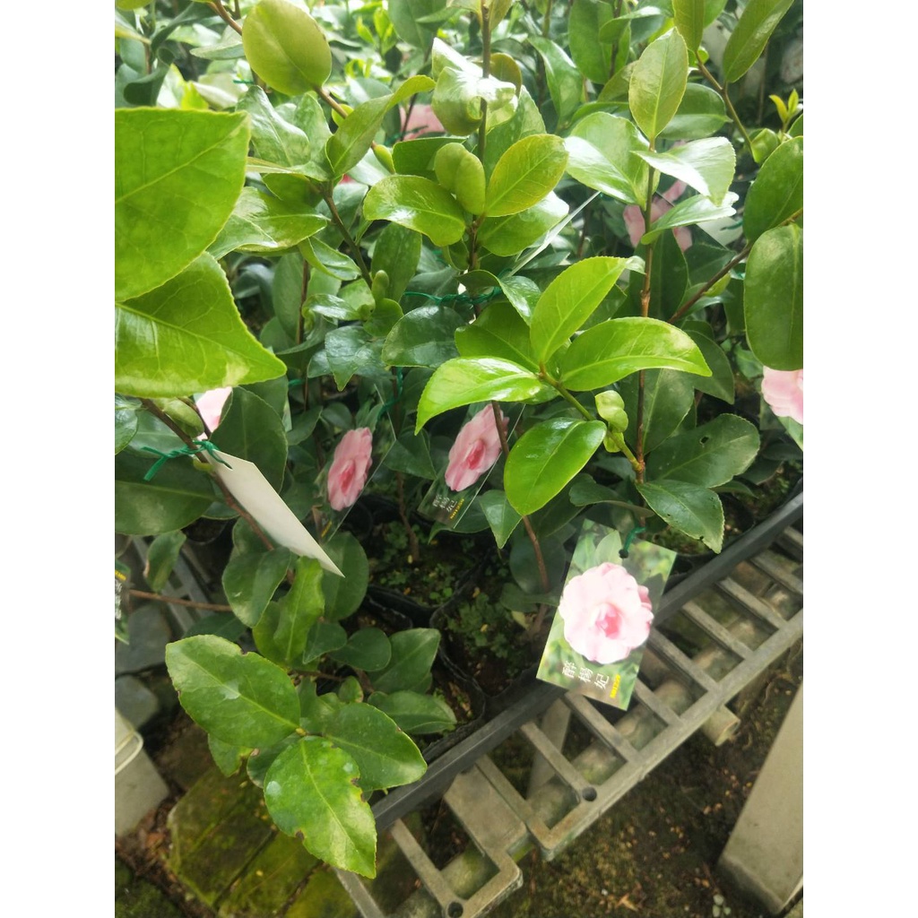 🎄綠世界🎄茶花苗🎄茶花(隨機出貨)🎄3吋盆🎄