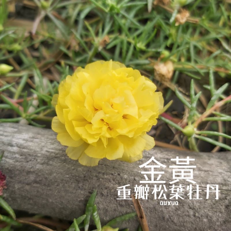 金黃☀️重瓣松葉牡丹☀️⁕特殊色⁕太陽花 枝條 一組 10枝 75元