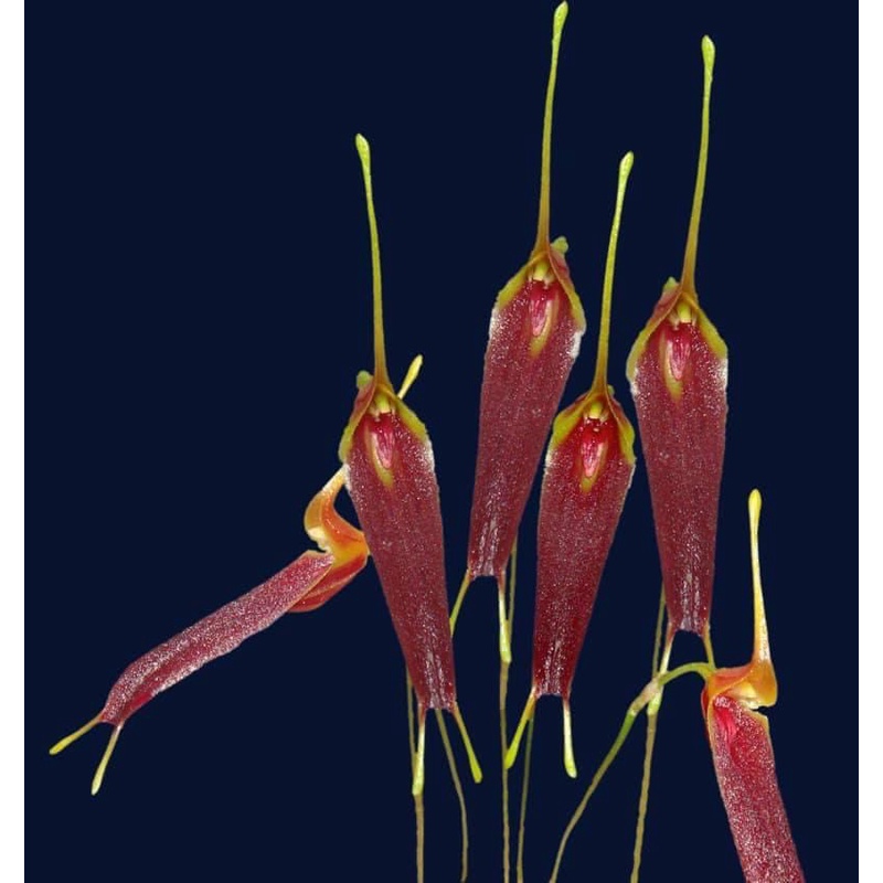 噢葉design  "Trisetella andreettae  南美進口"       蘭花、塊根植物、圓葉花燭