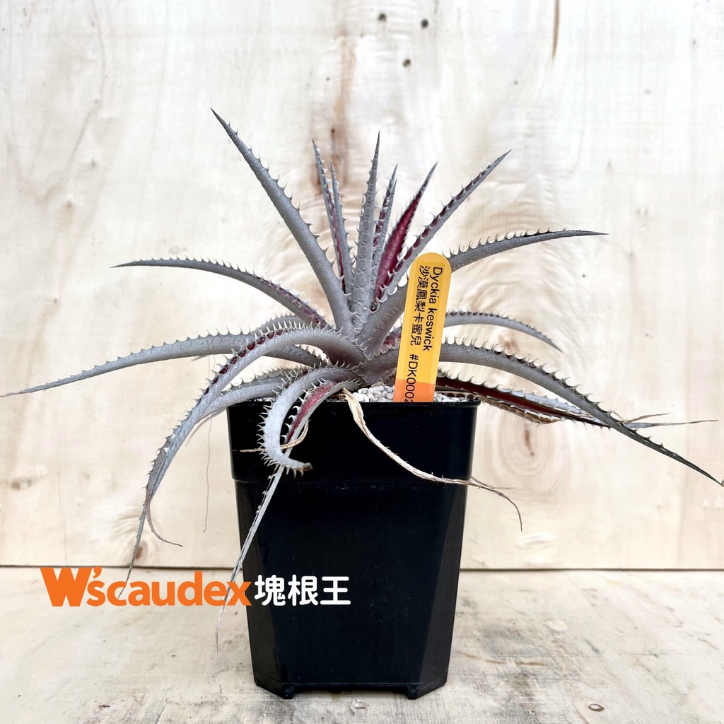 稀有植物 Dyckia Keswick 沙漠鳳梨卡蜜兒