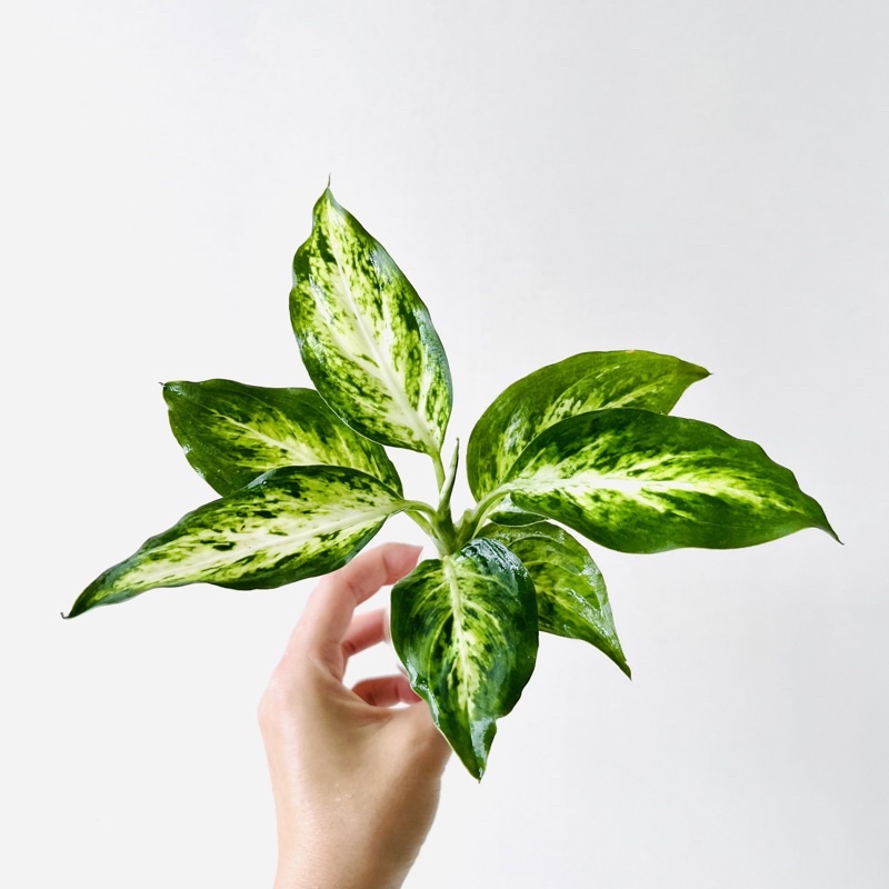 水耕黛粉葉盆栽（含植物、玻璃瓶）水耕植物，水耕盆栽，水耕栽培，粗肋草，萬年青，室內植物，新手植物