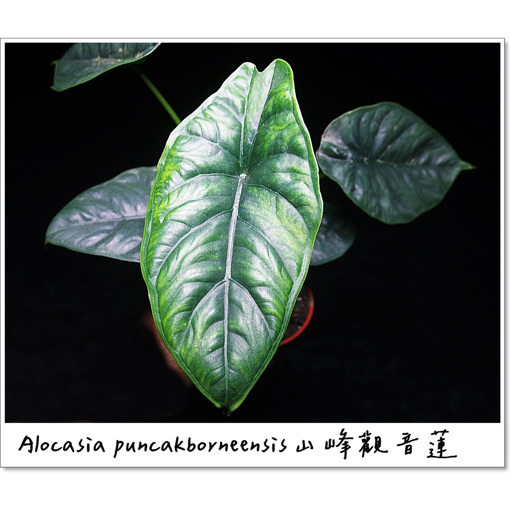 &lt;美心花園&gt;Alocasia puncakborneensis 山峰觀音蓮(波峰觀音蓮)