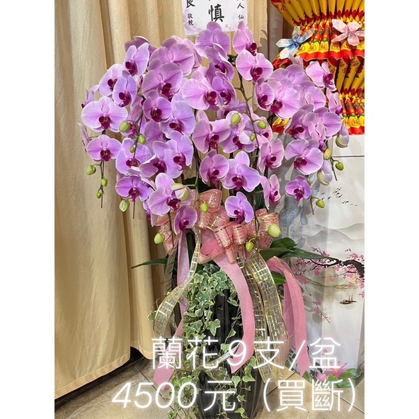 A級粉色蘭花 開幕誌慶 靈堂奠禮 告別式蘭花 蘭花出租