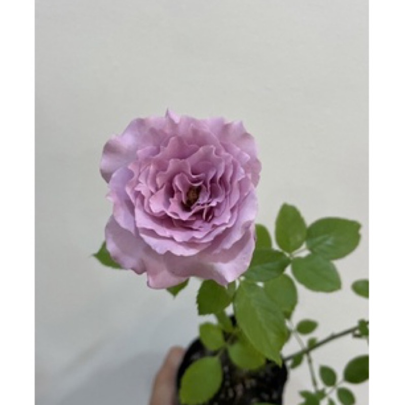 《紫星》🈶貨 🌹 玫瑰花盆栽苗 🌹 玫瑰苗 🌹 玫瑰花苗 🌹 玫瑰盆花 🌹玫瑰花🌹