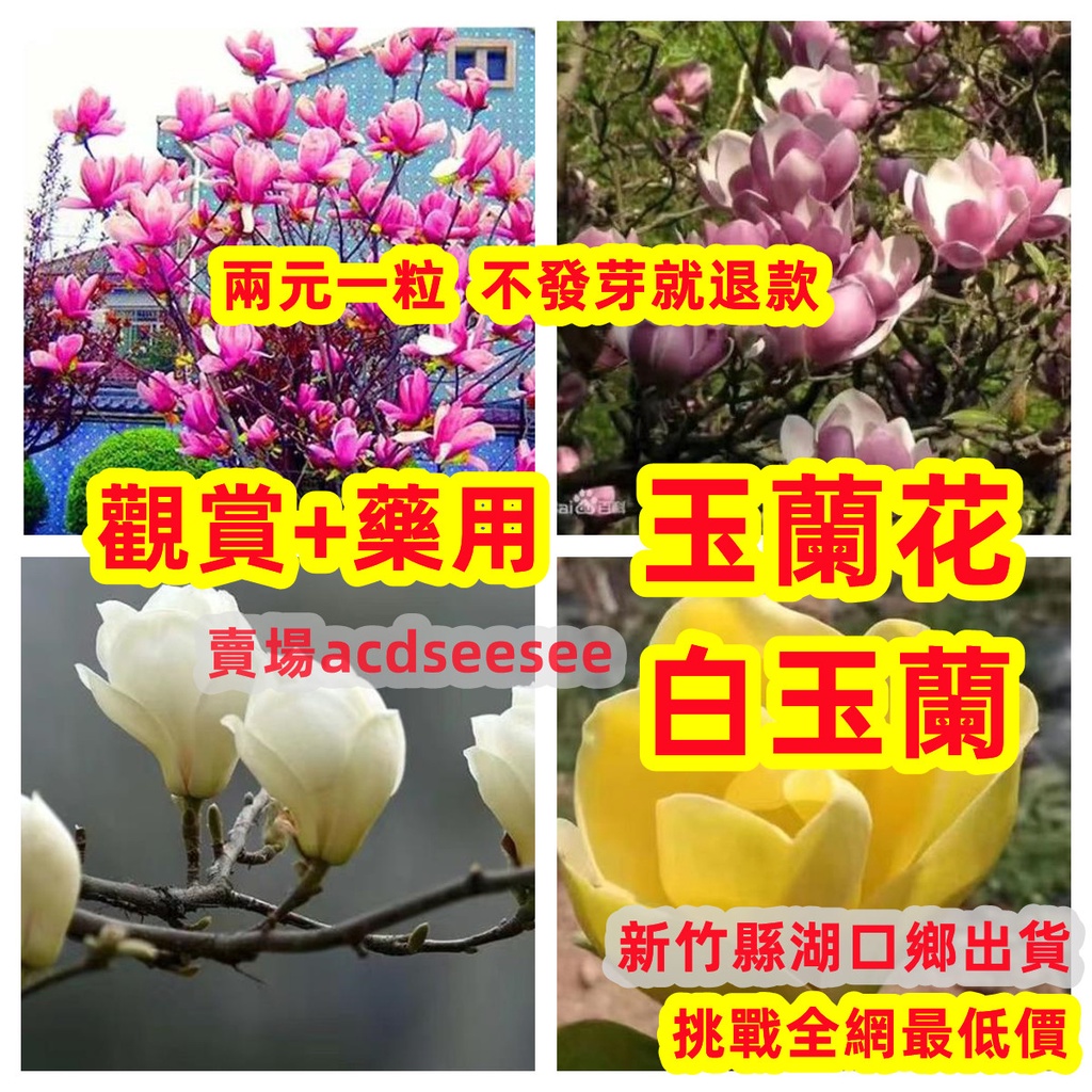 🔥🔥玉蘭花種子 白玉蘭 四季開花大型庭院 觀賞花卉種子【新竹縣湖口鄉出貨3-5天送達】