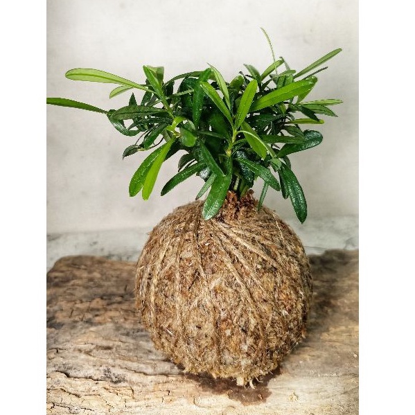 苔球(直徑8-9cm)/羅漢松🌱/室內盆栽/上板植物/文青小品/療癒蕨品/家居飾品/🌿漂流木手工蕨品坊🌿