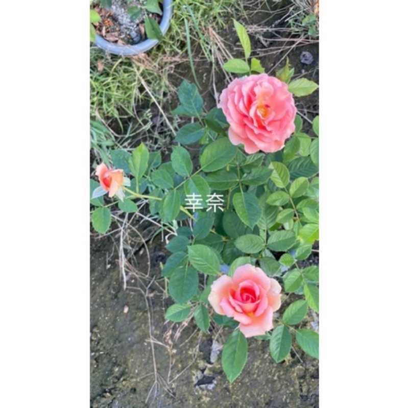 《杏奈》 🈶貨 🌹 玫瑰花盆栽苗 🌹 玫瑰苗 🌹 玫瑰花苗 🌹 玫瑰盆花 🌹玫瑰花🌹