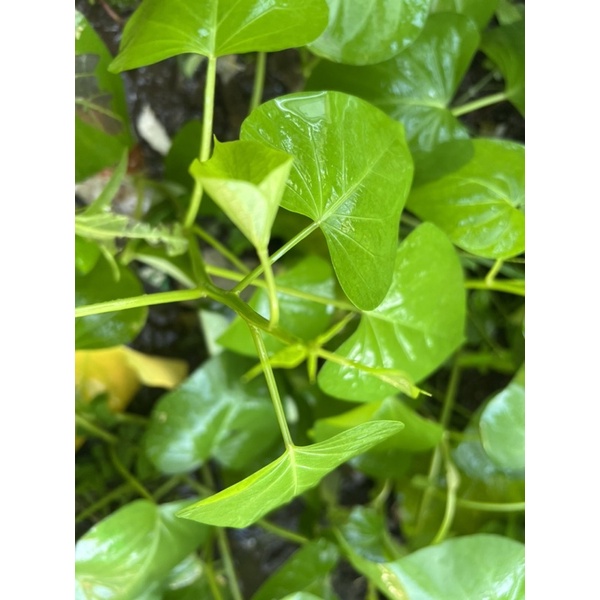 地瓜葉(台農71號，深綠色)葉用類甘藷，台農71號，最好吃的地瓜葉枝條10公分1支無毒栽培，會有些許蟲咬破葉