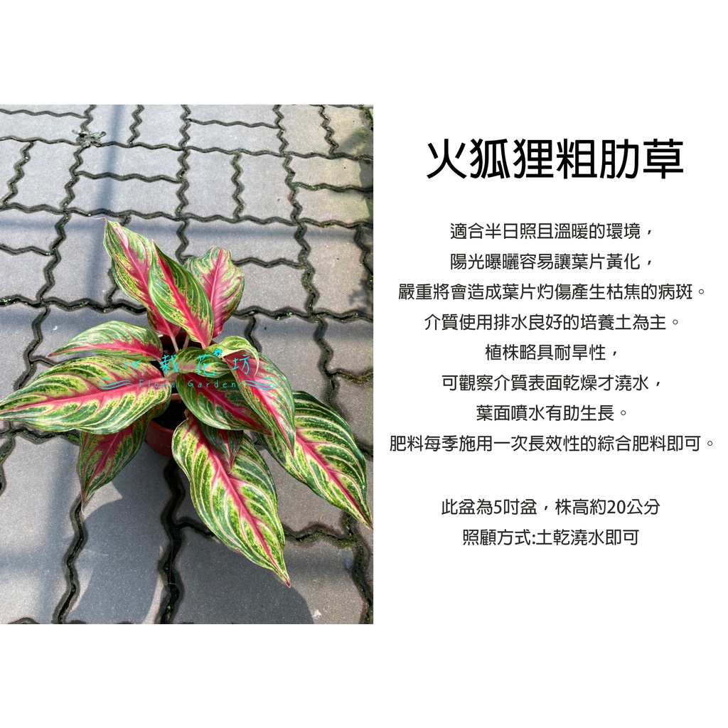 心栽花坊-火狐狸粗肋草/粗勒草/火狐狸萬年青/5吋盆/綠化植物/室內植物/觀葉植物/售價200特價180