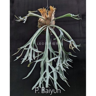 P. Baiyun 白雲 鹿角蕨