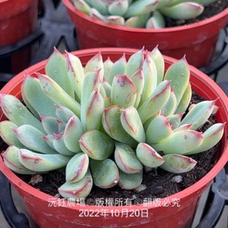 花月夜 優惠推薦 22年12月 蝦皮購物台灣