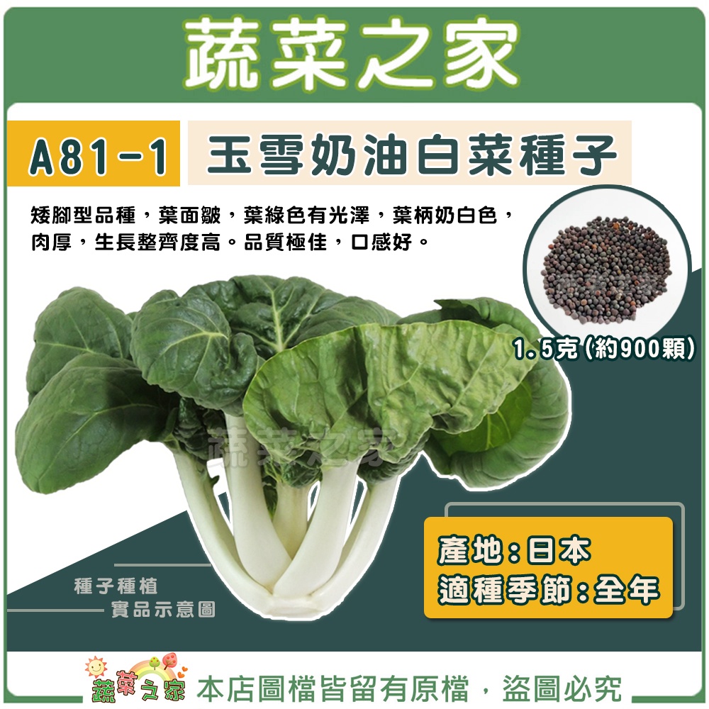 【蔬菜之家滿額免運】A81-1.玉雪奶油白菜種子1.5克(約900顆)(有藥劑處理)牛奶白菜，矮腳型，葉面皺，葉綠有光澤