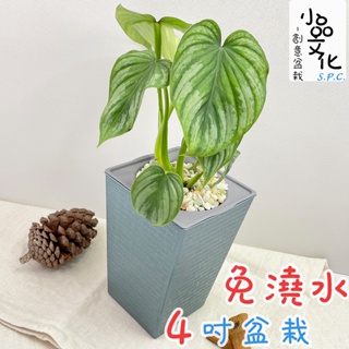 【小品文化】白雲蔓綠絨【現貨】4吋磚紋免澆水盆栽 室內植物 辦公室盆栽 懶人盆栽 水培植物 水培盆栽 室內盆栽