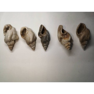 李氏黑螺 化石 貝殼 新生代漸新世 廣西南寧 貝類標本 貝化石 軟體生物