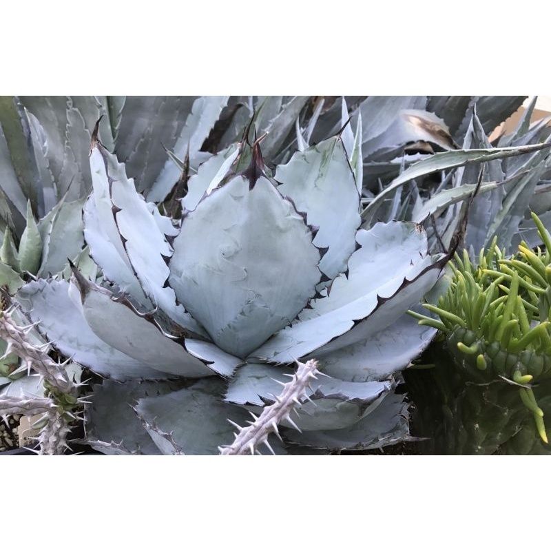 ｜藍嚴龍｜種子｜龍舌蘭｜Agave titanota blue｜