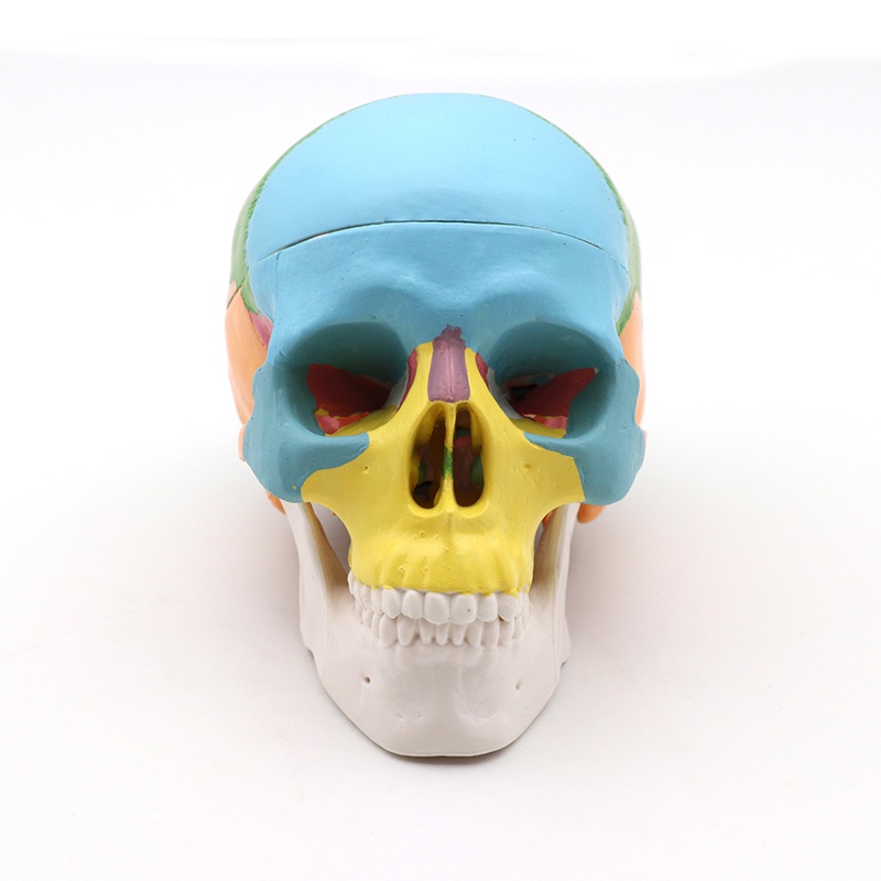 迷你彩色頭骨模型可拆牙齒模型醫用藝用美術人體藝用頭骨頭顱骨骨骼模型