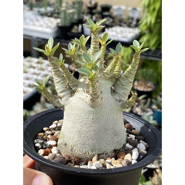 沙漠玫瑰 阿拉伯短柄沙玫 多肉植物 觀花植物 塊根植物 蝦皮購物