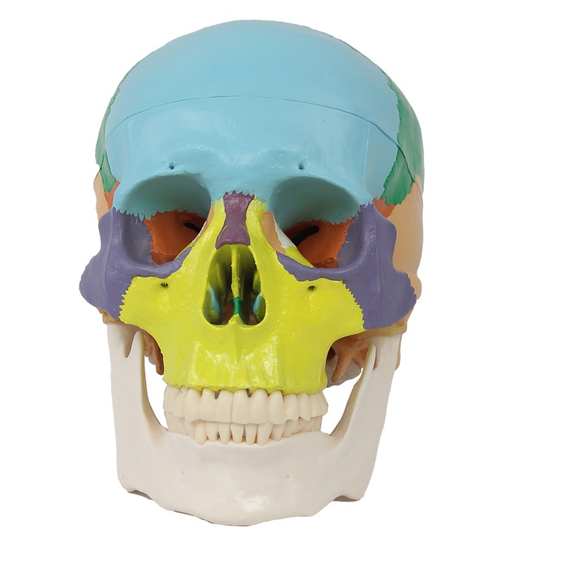 1:1彩色頭骨模型藝用人體解剖模型人形頭骨仿真骷顱頭骷髏頭頭骨可拆開