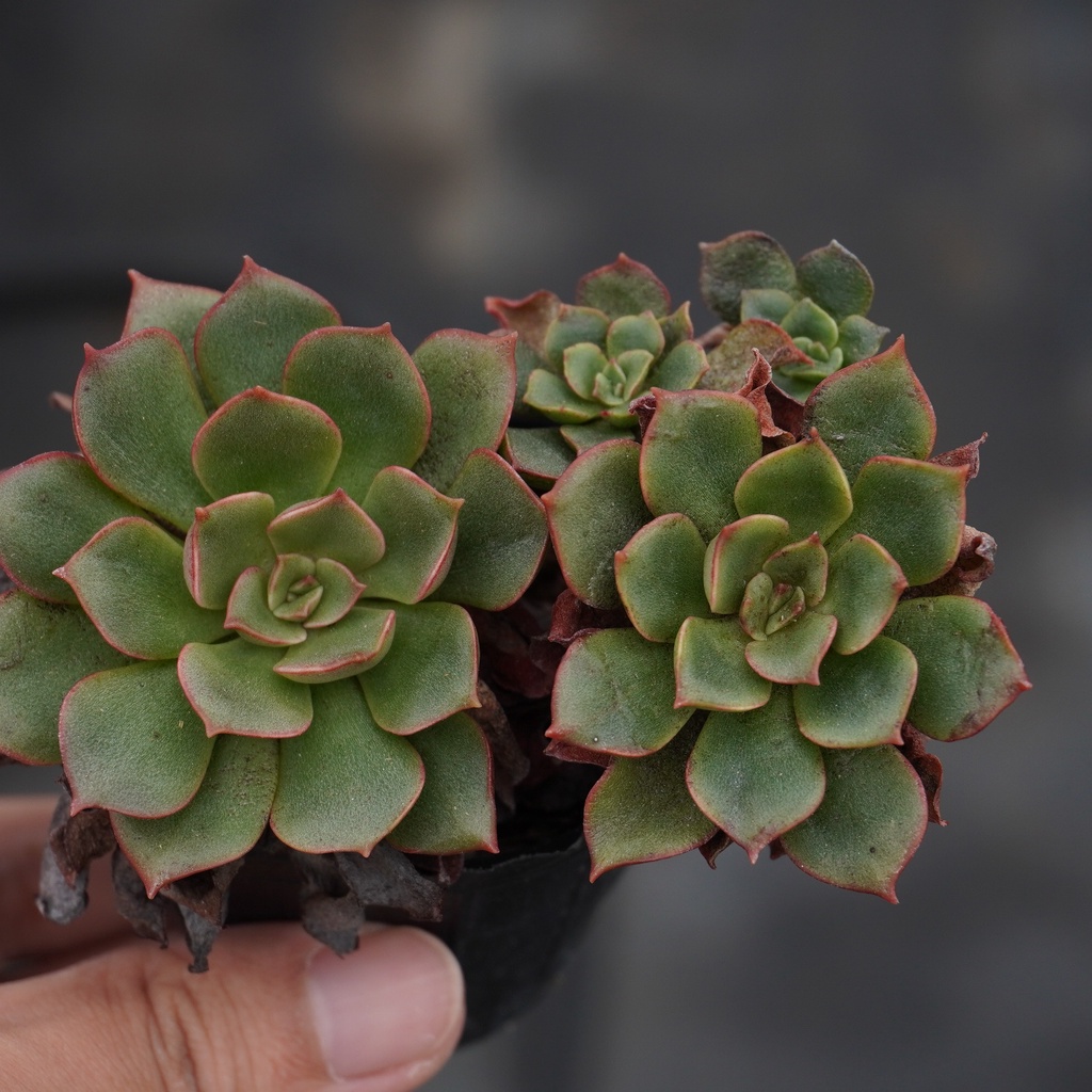 10.17 藍絲絨布丁x大摩 景天科 Echeveria 多肉植物 詠詠多肉