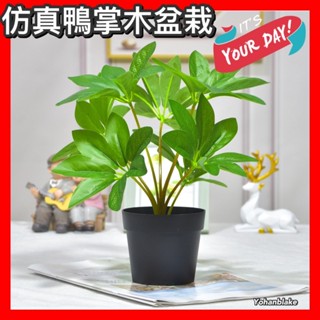 🌿鴨掌木仿真植物🌿桌上型盆子 模擬綠植物 綠葉 盆栽 家居盆栽 客廳裝飾植物 園林景觀植物 假植物 假樹