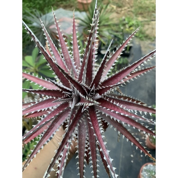 沙漠鳳梨 Dyckia Arizona 售圖2