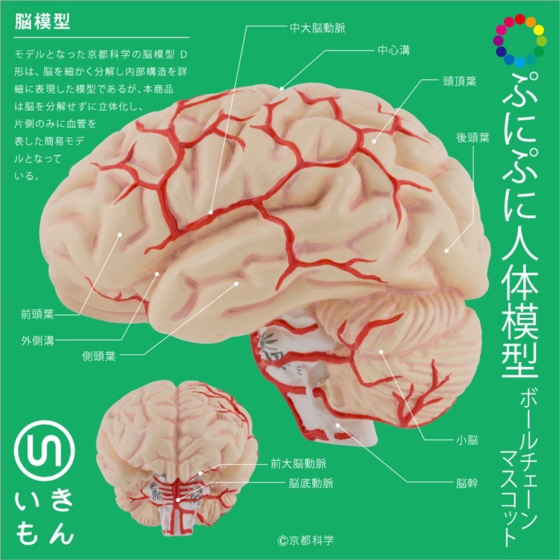 🐱貓星人🉐️絕版 NTC 人體器官 人體模型 扭蛋 轉蛋 仿真 大腦 眼珠 耳朵 大腦 擬真 模型 吊飾 解剖