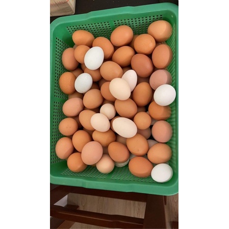 《不要下單》林口小農自產自銷放牧雞蛋有機雞蛋 限林口自取