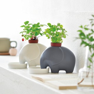 【聖新陶芸】elephant 瀨戶燒大象陶盆種植組 / 兩款（日本六大古窯/臺灣公司貨/無印風/室內植栽/水耕栽培）