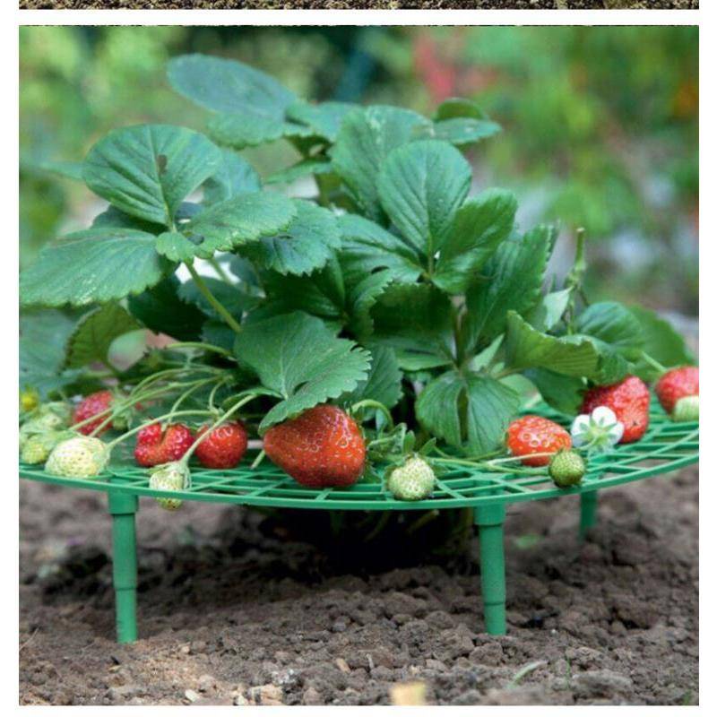 草莓架 草莓種植支架 植物爬藤架 陽臺盆栽種菜園藝支架 果實架