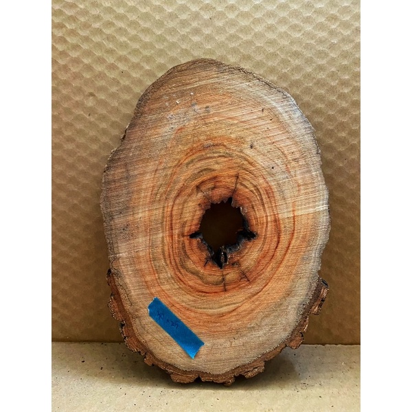 天然高山樟 木材上板料 鹿角蕨 手作材料（大小約30*25公分）19號