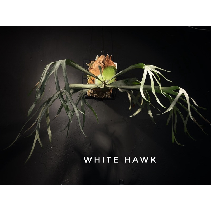 鹿角蕨側芽-白霍克White Hawk