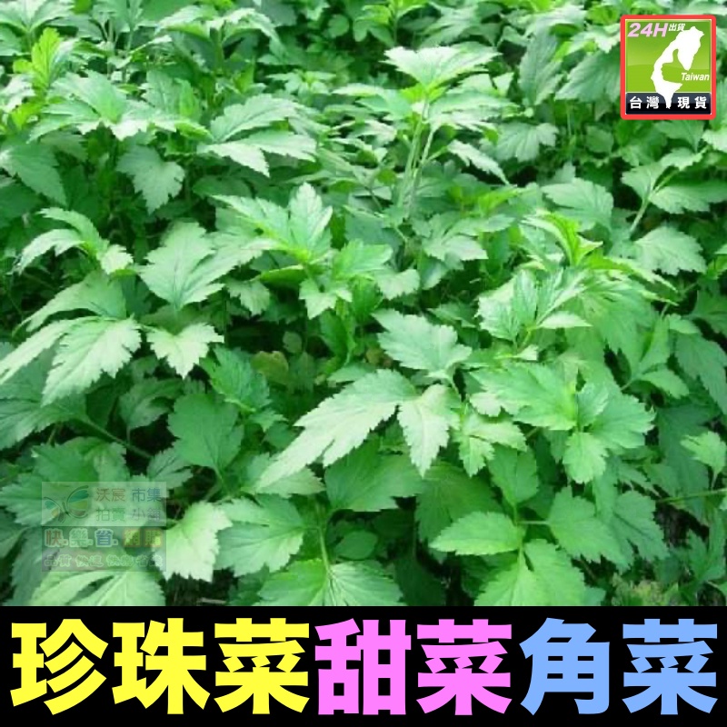 🌿㊣珍珠菜 甜菜 角菜 香甜菜 香芹菜 野菜 種苗 香氣誘人 營養好吃 健康環保 排便順暢 可盆栽