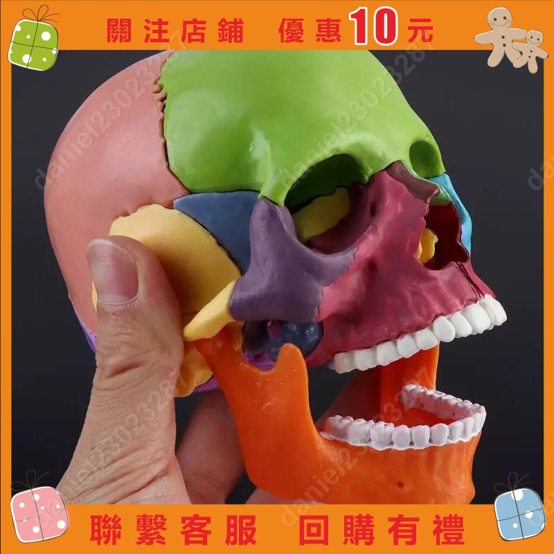 訂單滿99免運-4D可拆拼美術醫學仿真骷髏人頭骨模型頭顱骨模型彩色分區頭顱頭骨