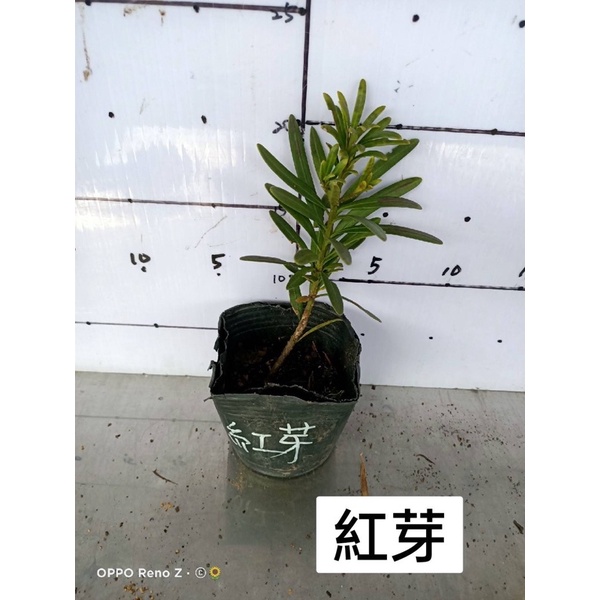 卉迎園藝 紅芽羅漢松苗4吋盆/觀賞植物/新興果樹