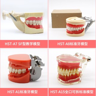 牙齒模型病理牙模型訓練模型部分可拆卸牙科教學模型牙科教學模型醫患溝通模型綜合病理模型可拆卸牙模種植體修復模型 熱賣