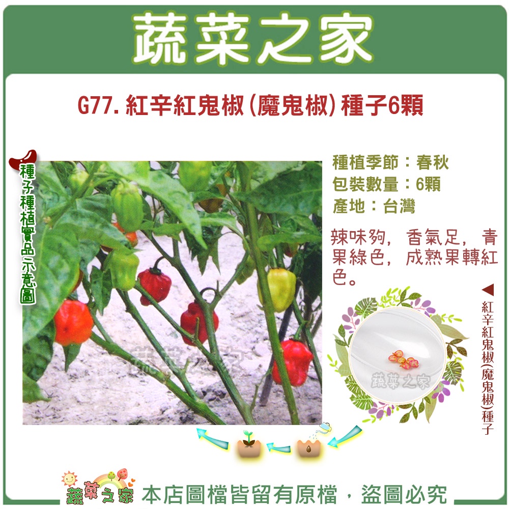 【蔬菜之家滿額免運】G77.紅辛紅鬼椒(魔鬼椒)種子6顆果菜類種子