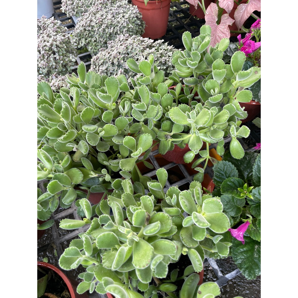 花田厝 多肉植物 熊童子 舒壓療癒6吋盆高15 25公分 蝦皮購物