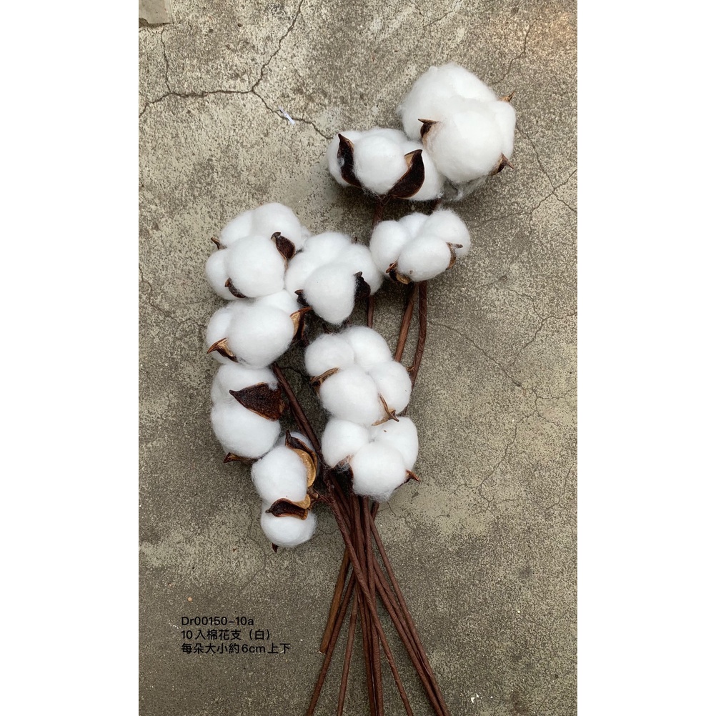 白色棉花 天然棉花 乾燥花 聖誕圈 花藝設計 永生花