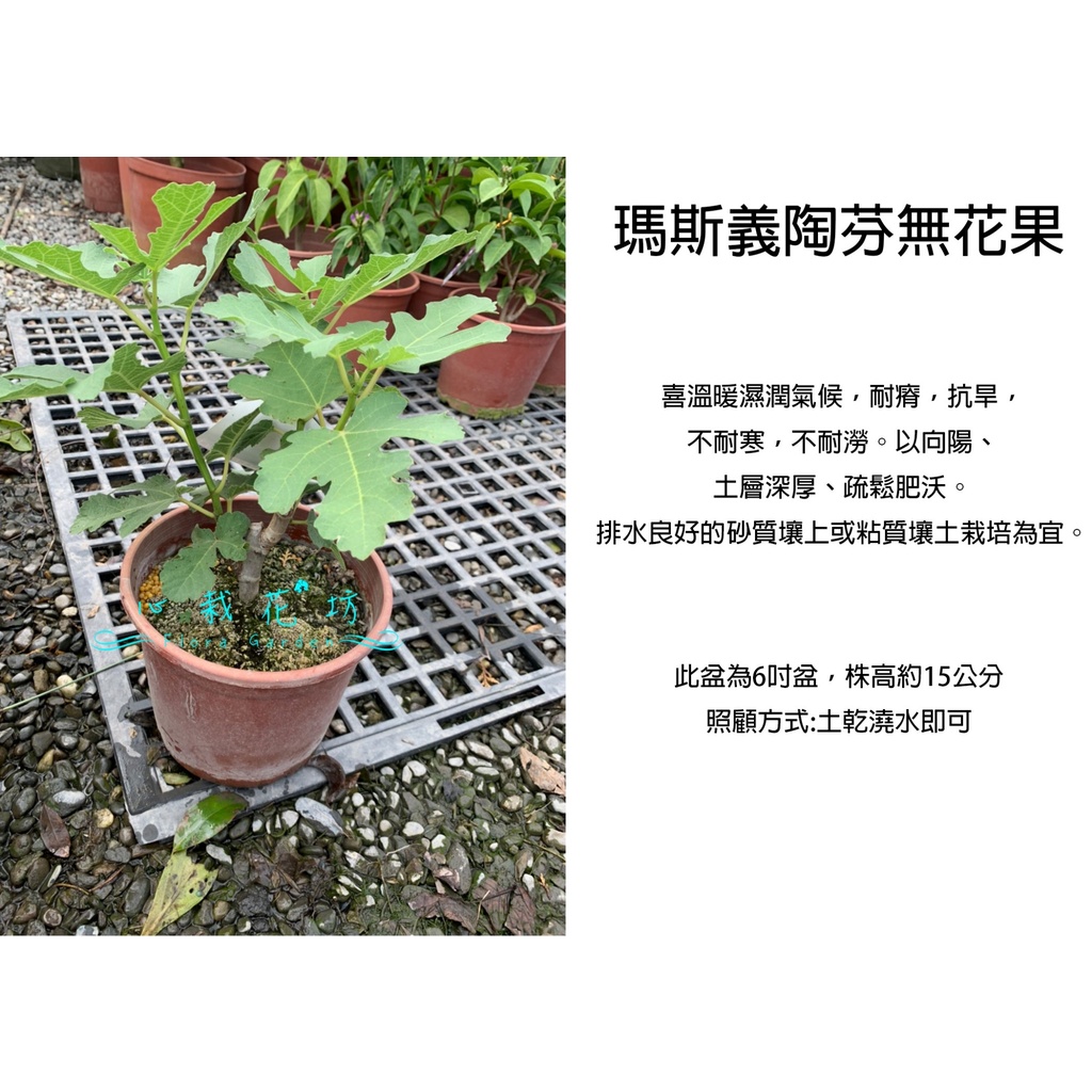 心栽花坊-瑪斯義陶芬無花果/6吋/無花果/水果苗/售價180特價150