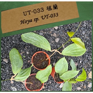 毬蘭 Hoya sp.UT-033 3吋盆穩根